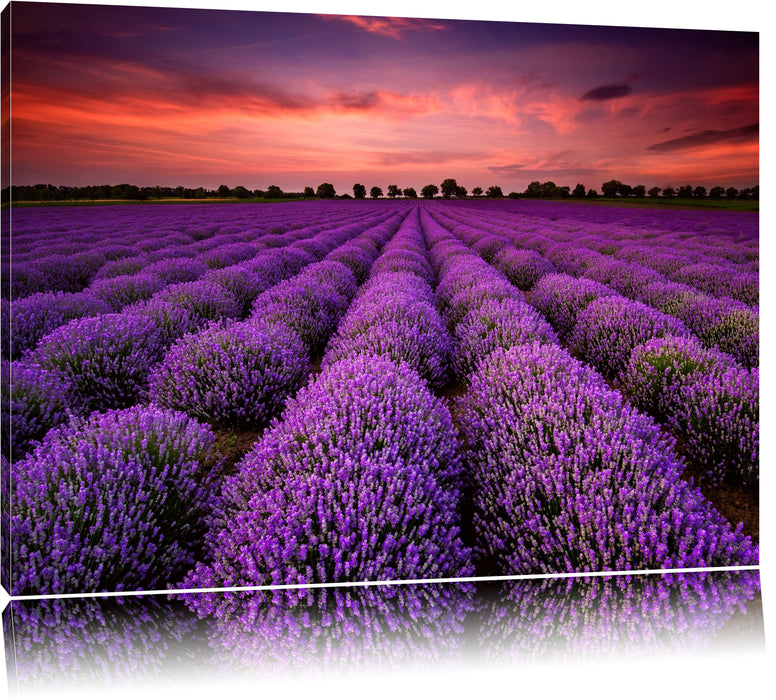 Pixxprint Lila Lavendel Provence, Leinwandbild