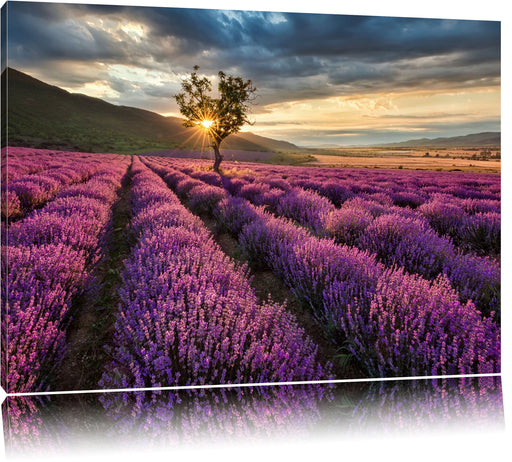 Lavendel Provence mit Baum Leinwandbild