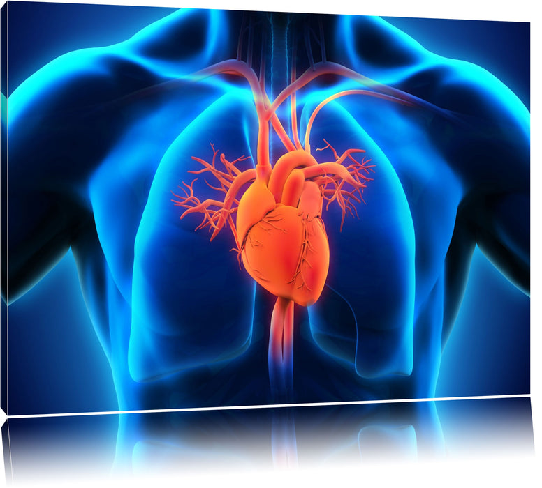 Pixxprint Herz des Menschen, Leinwandbild