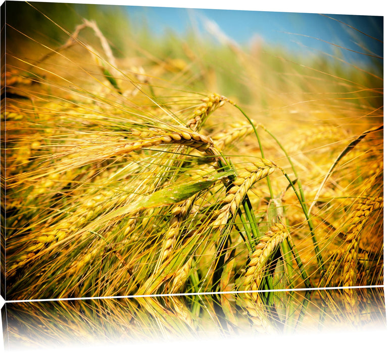 Pixxprint Goldene Getreide Ären, Leinwandbild
