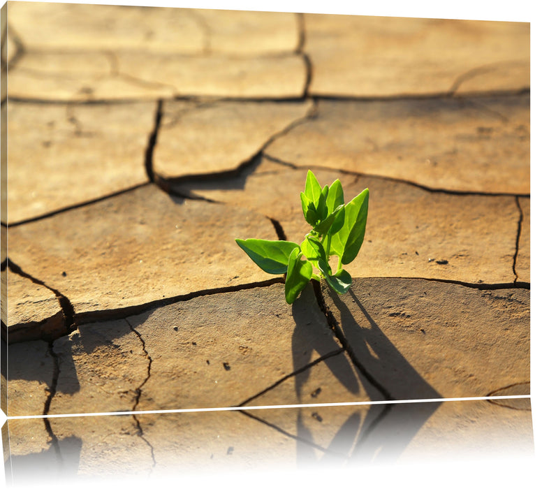 Pixxprint Keimling in ausgetrocknetem Boden, Leinwandbild