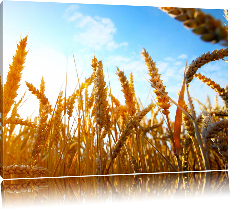 Pixxprint Getreide im Sonnenschein, Leinwandbild