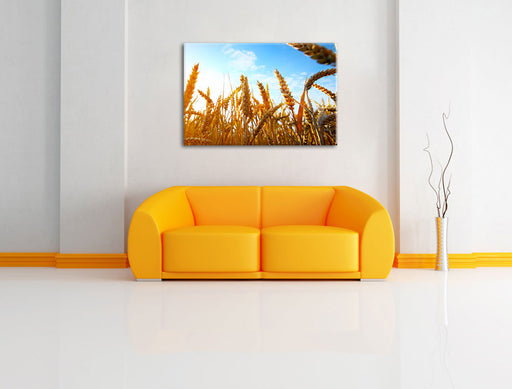 Getreide im Sonnenschein Leinwandbild über Sofa