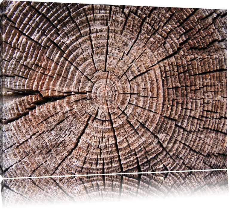 Pixxprint Baumstamm Jahresringe, Leinwandbild