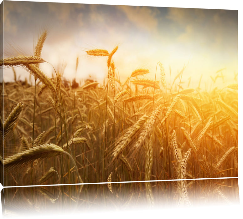 Pixxprint Getreide im Sonnenlicht, Leinwandbild