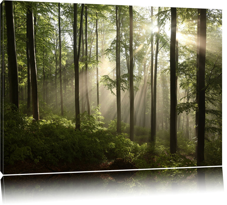 Pixxprint Sonnenstrahlen in Wäldern, Leinwandbild