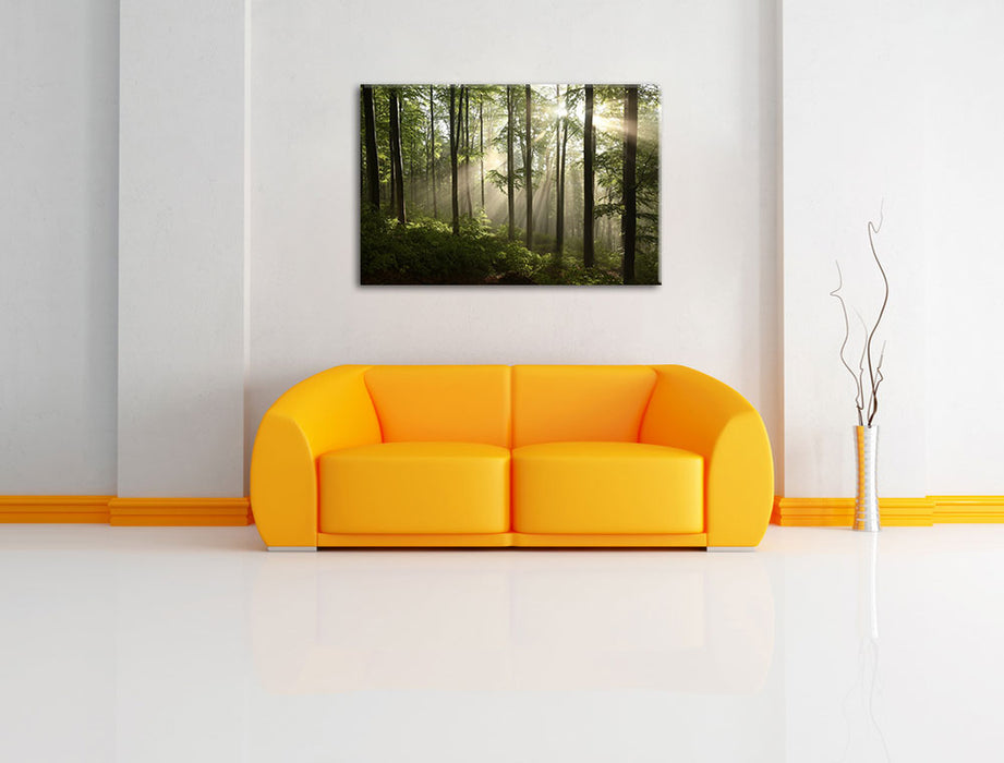 Sonnenstrahlen in Wäldern Leinwandbild über Sofa