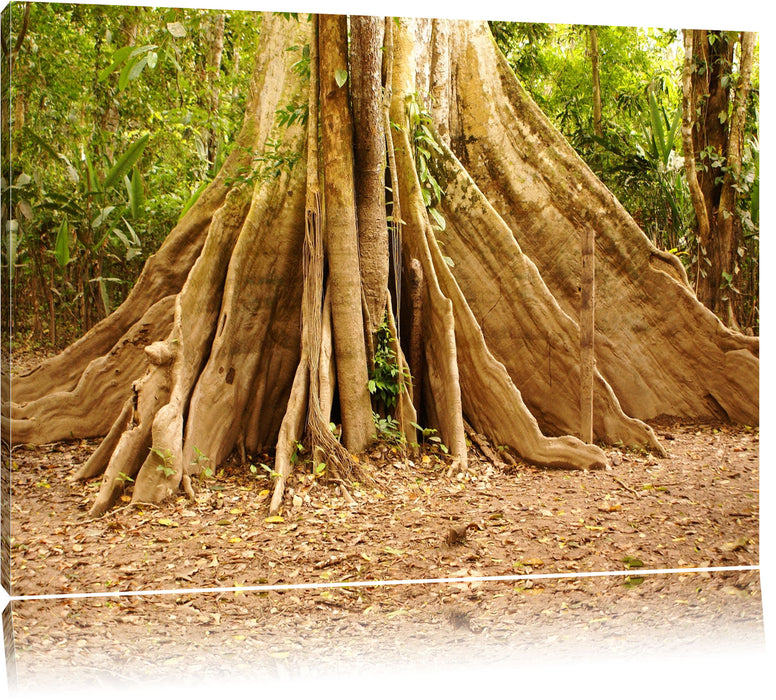 Pixxprint Mächtiger Urwald Baum, Leinwandbild