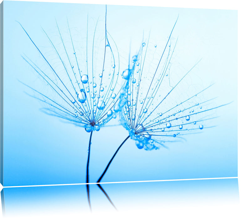Pixxprint Pusteblumen mit Tautropfen, Leinwandbild