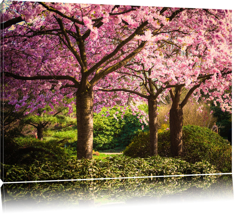 Pixxprint Rosa blühende Kirschbäume, Leinwandbild