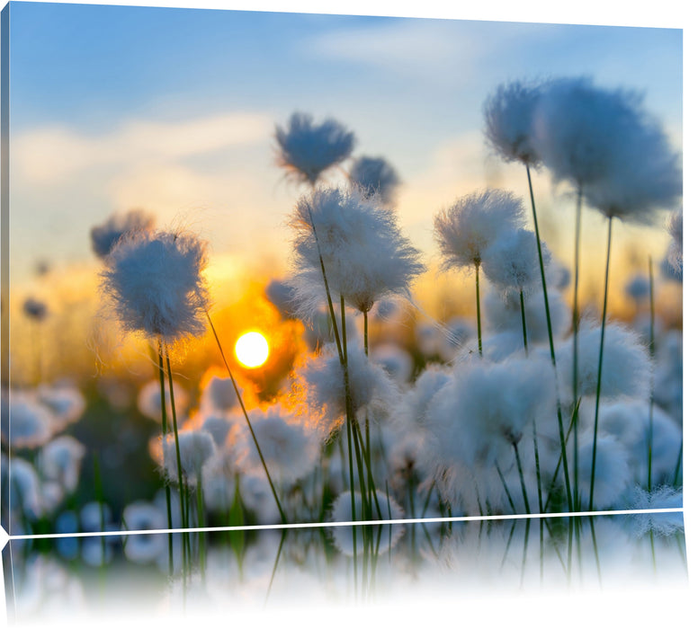 Pixxprint Baumwollblüten im Sonnenuntergang, Leinwandbild