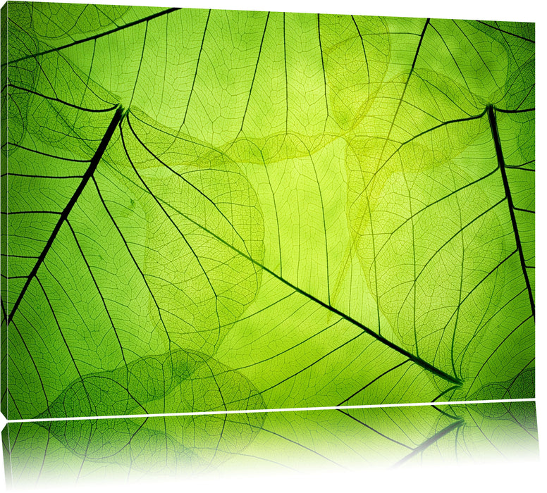 Pixxprint Wunderschöne Zarte grüne Bläter, Leinwandbild