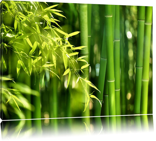 Bambus mit Blätern Leinwandbild