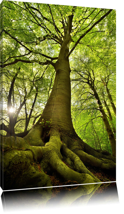 Pixxprint Riesiger Baum im Dschungel, Leinwandbild