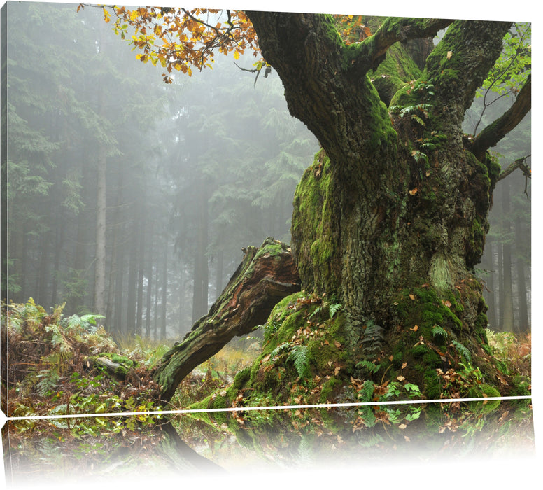 Pixxprint Dicker Baum im Wald im Moos, Leinwandbild