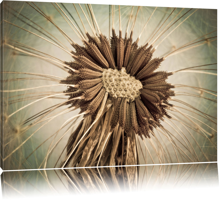 Pixxprint Vertrocknete Pusteblume, Leinwandbild