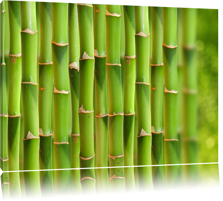 Grüner frischer Bambus Leinwandbild