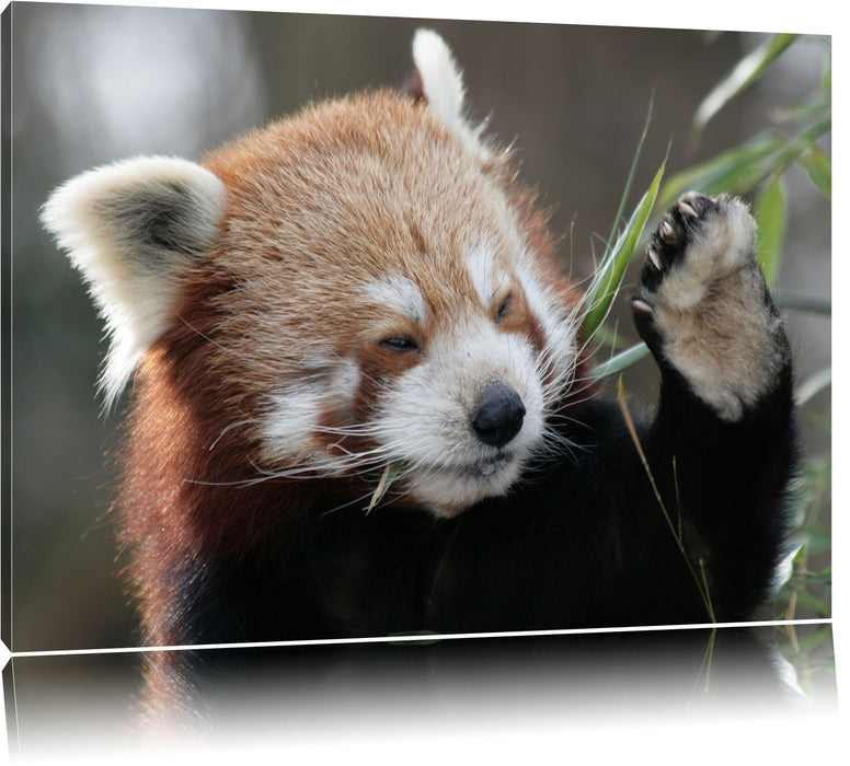 Pixxprint Kleiner Panda sagt Hallo, Leinwandbild