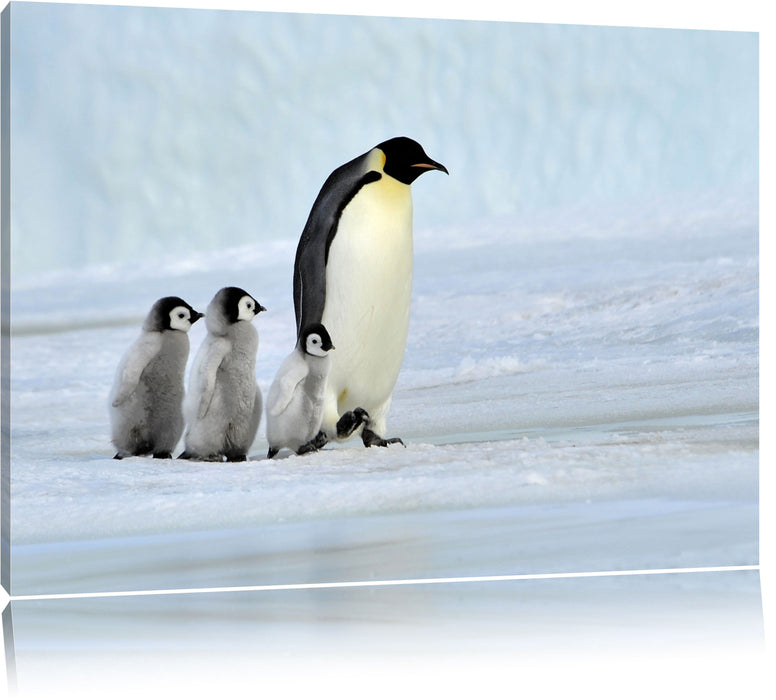 Pixxprint Kaiserpinguine im Schnee, Leinwandbild