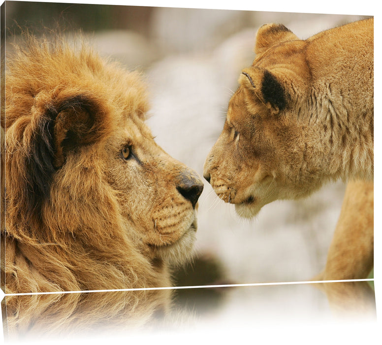 Verliebtes Löwenpaar Leinwandbild