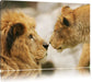 Verliebtes Löwenpaar Leinwandbild
