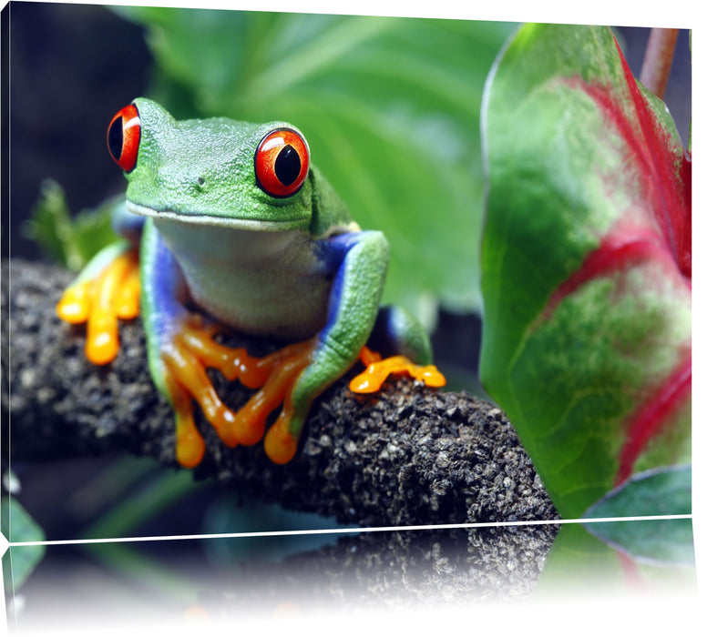 Pixxprint Rotaugenlaubfrosch auf Ast, Leinwandbild