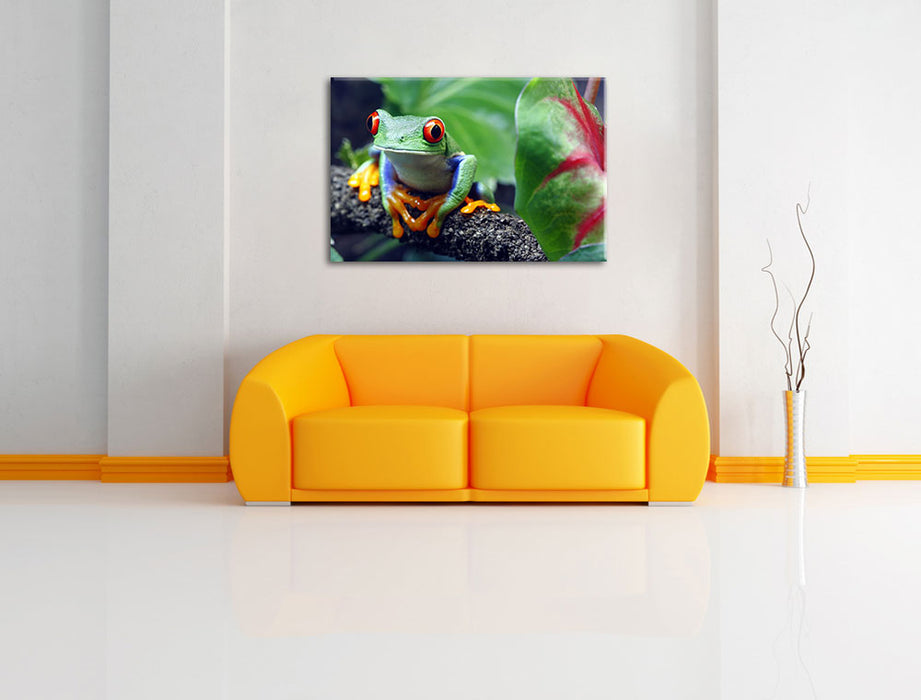 Rotaugenlaubfrosch auf Ast Leinwandbild über Sofa