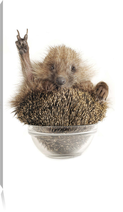 Pixxprint Igel in einer Schüssel Peace, Leinwandbild
