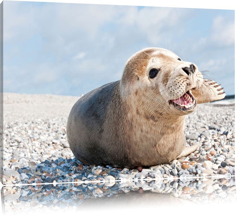 Pixxprint Süße Robbe auf Steinstrand, Leinwandbild