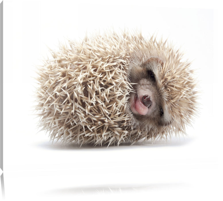 Pixxprint kleiner niedlicher Baby Igel, Leinwandbild
