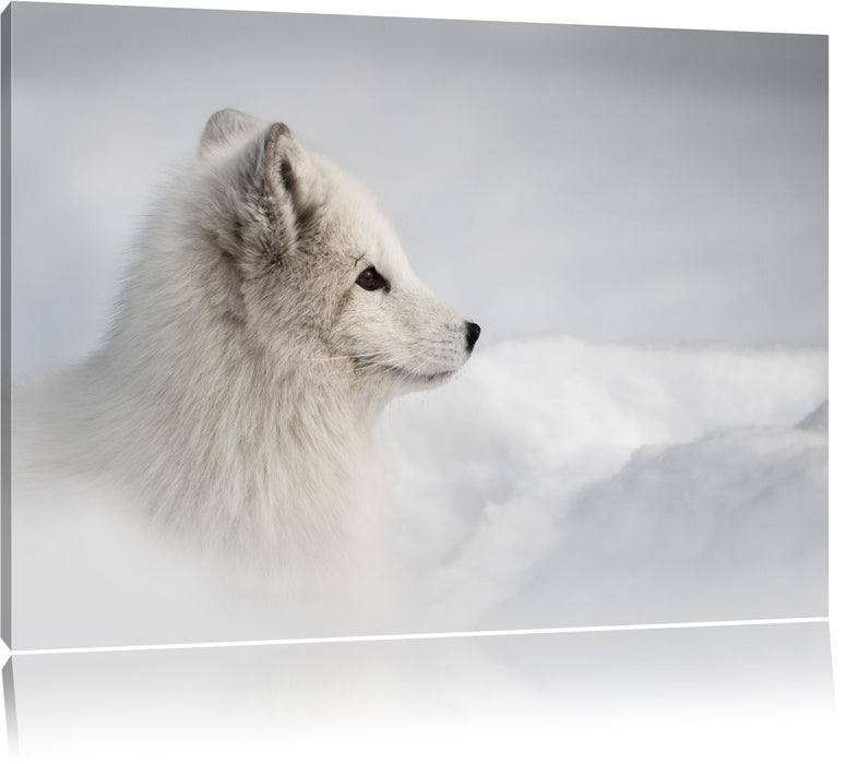 Pixxprint Anmutiger Polarfuchs im Schnee, Leinwandbild