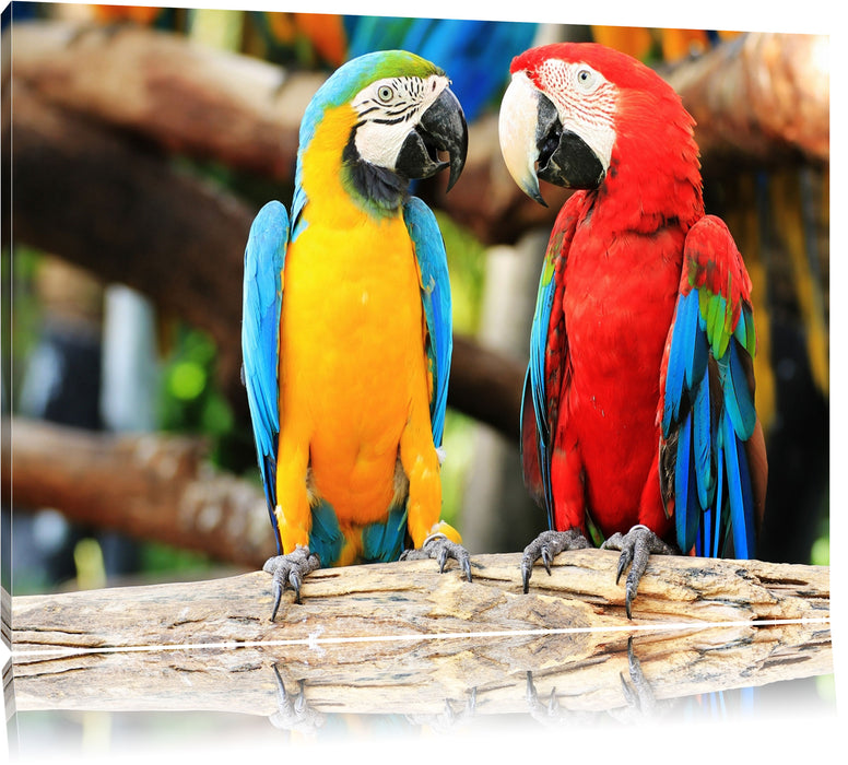 Pixxprint Zwei Papageien auf einem Ast, Leinwandbild