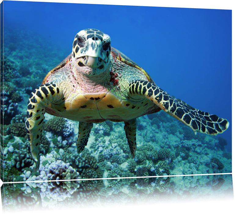 Pixxprint Schildkröte Korallenriff, Leinwandbild