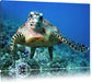 Schildkröte  Korallenriff Leinwandbild