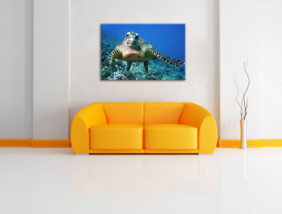 Schildkröte  Korallenriff Leinwandbild über Sofa