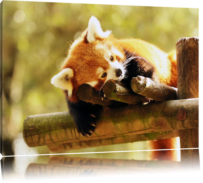 Pixxprint Kleiner Panda träumt, Leinwandbild