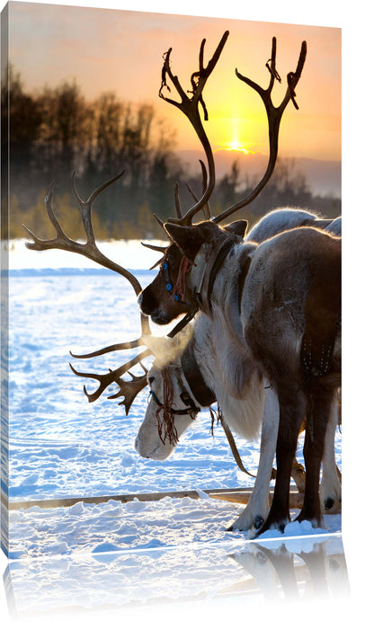 Pixxprint Zwei Rentiere im Schnee, Leinwandbild