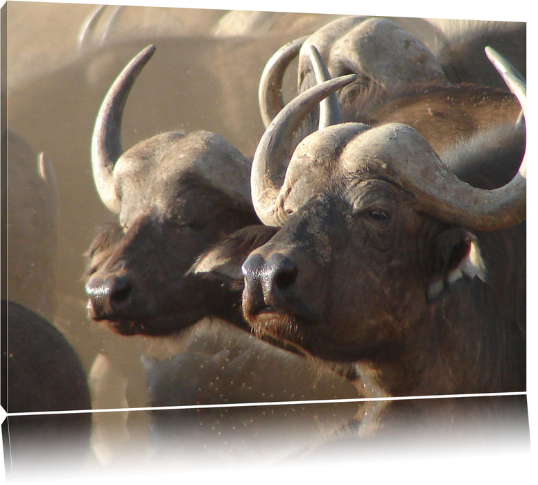 Pixxprint Zwei gemütliche Wasserbüffel, Leinwandbild