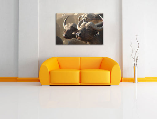 Zwei gemütliche Wasserbüffel Leinwandbild über Sofa
