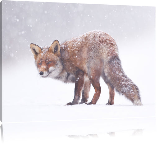 Roter Fuchs im Schneegestöber Leinwandbild