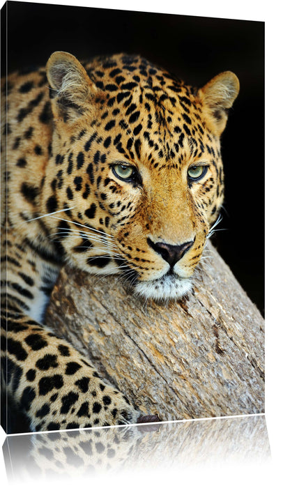 Ruhiger Leopard Leinwandbild
