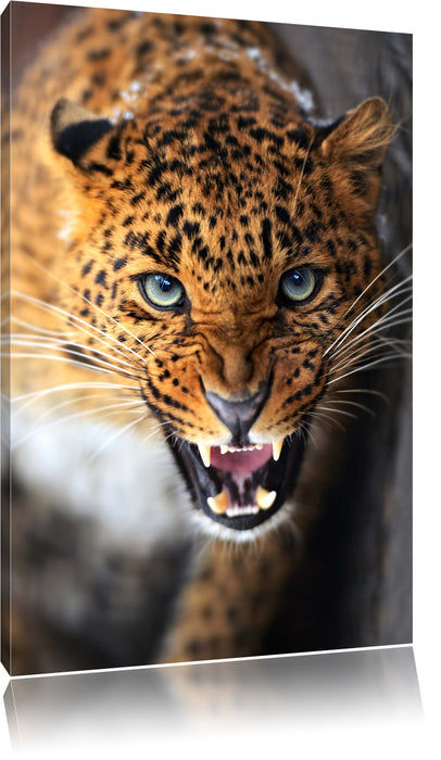 Pixxprint Fauchender Leopard, Leinwandbild