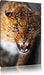 Fauchender Leopard Leinwandbild