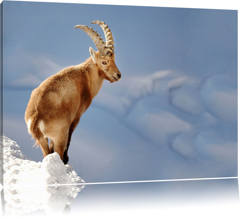 Pixxprint Steinbock im Schnee, Leinwandbild