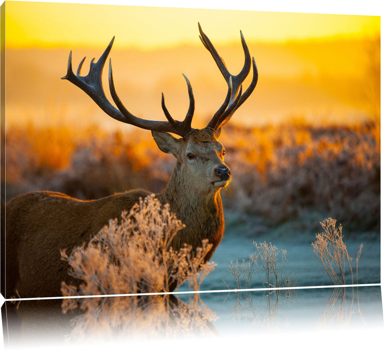 Pixxprint Stolzer Hirsch auf Wiese, Leinwandbild