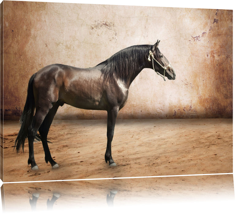 Pixxprint Brauner Hengst, Leinwandbild