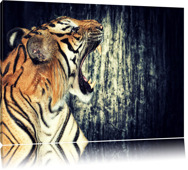 Pixxprint Brüllender Tiger, Leinwandbild