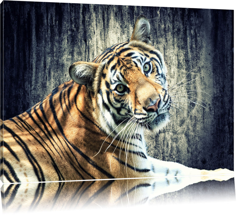 Pixxprint Neugieriger Tiger, Leinwandbild