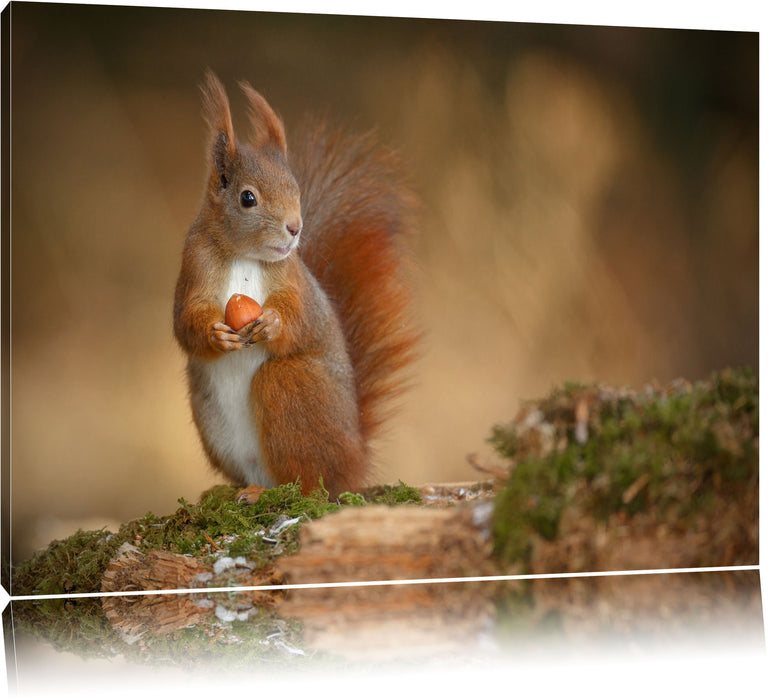 Pixxprint Freches Eichhörnchen mit Nuss, Leinwandbild