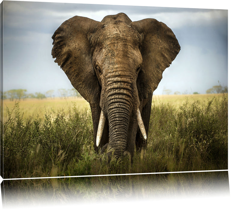 Pixxprint Imposanter Elefant, Leinwandbild